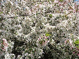16 Nancy's Garden [2009 May 10]